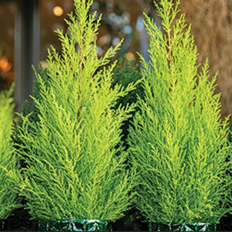 Caring For Lemon Cypress Adams Fairacre Farms How To Grow Lemon