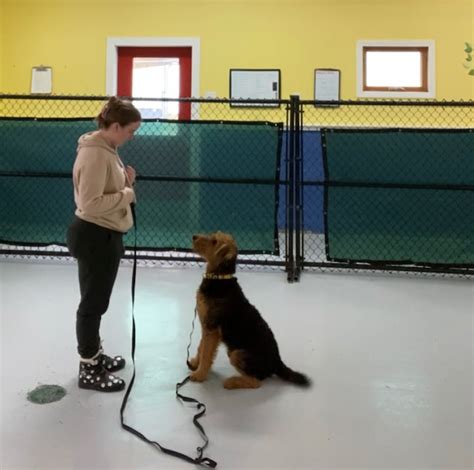 What To Do In Dog Training Canine Curiosity Dog Training