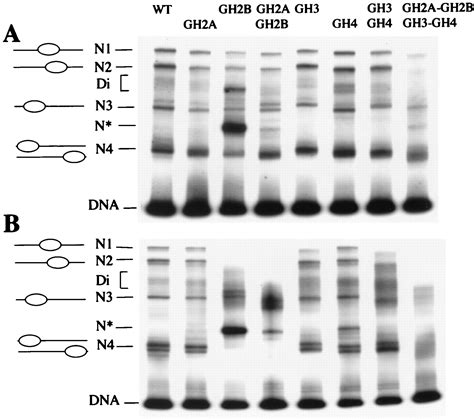 Histone Tails Modulate Nucleosome Mobility And Regulate Atp Dependent