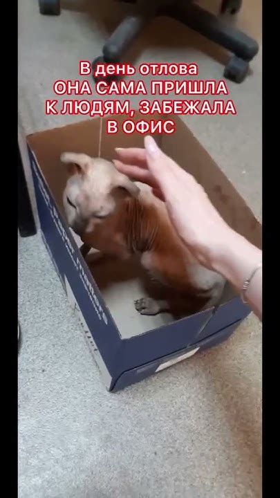 ЛЫСАЯ вислоушка жила в подвале - YouTube
