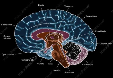 Illustration Of Human Brain Stock Image F031 5243 Science Photo