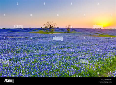 Vast Field Of Bluebonnet Flowers Texas State Flower Along The