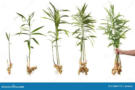 Ginger Plant Growth Stages Root And Leaves Freshly Harvested Stock