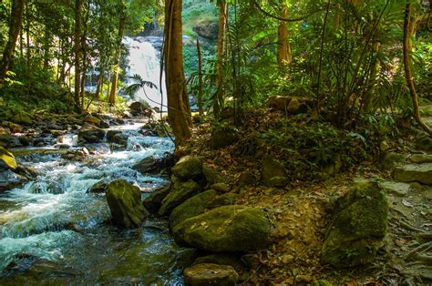 Gambar Pemandangan Pohon Alam Sungai Kecil Menanam Lumut Aliran