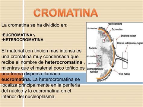 Nucleo Celular Ppt