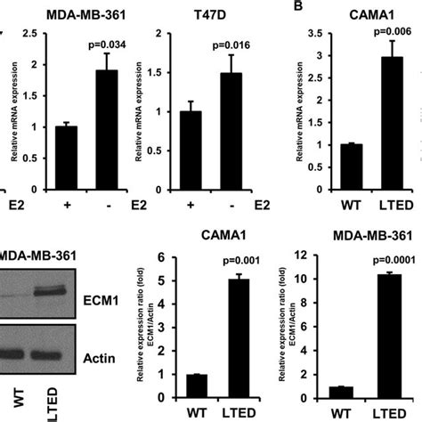 ECM1 Is Highly Expressed In ER Breast Cancer Cells With Acquired