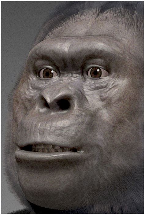 Australopithecus Afarensis Male Reconstruction By John Gurche In Hot