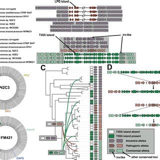 A genomic island necessary for pathogenesis. (A) A large genomic island... | Download Scientific ...