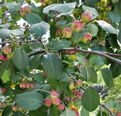 Siberian Crabapple Seeds Malus Baccata Hardiness Zone 3 Etsy