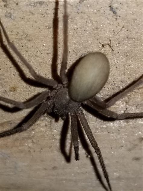 Brown Recluse And Pest Control In Wichita Bedbuginator