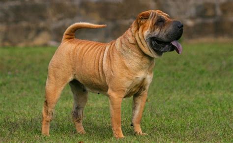 Descopera Totul Despre Shar Pei Articole Pro