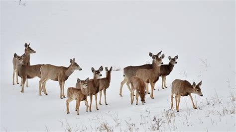 Deer Herd Crossing Blue Mesa Reservoir Larry Lamsa Flickr