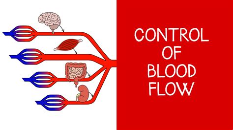 Cardiovascular Physiology Control Of Blood Flow Youtube