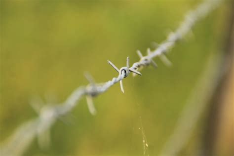 Free Images Nature Branch Sharp Fence Barbed Wire Farm Meadow