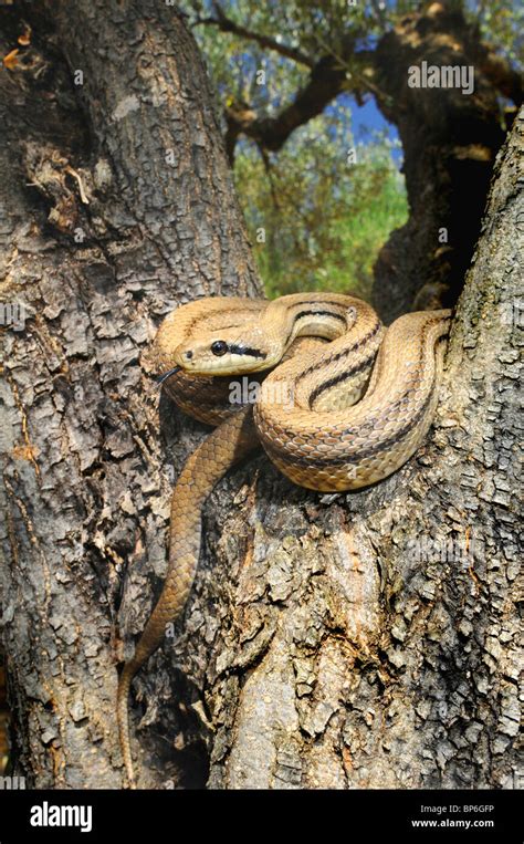 four-lined snake, yellow rat snake (Elaphe quatuorlineata), sonning in ...