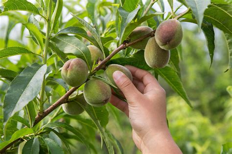 Il Pesco Caratteristiche Botaniche E Tecniche Di Allevamento Stocker