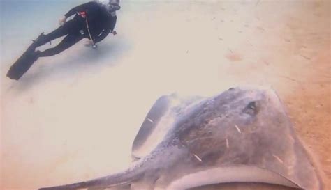 Florida Scuba Divers Encounter Giant Stingray