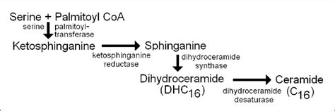 7 A Scheme Of De Novo Ceramide Synthesis Pathway Download