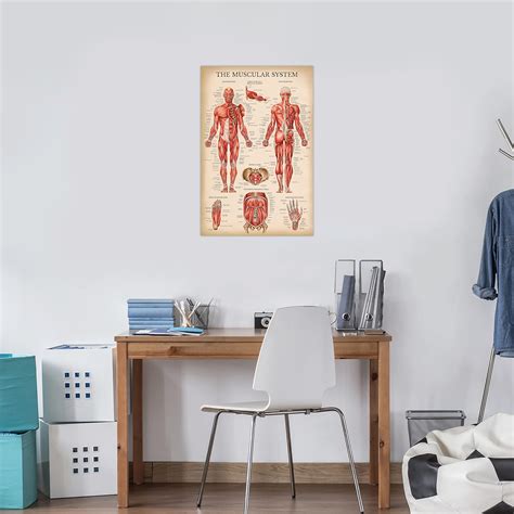 Buy Vintage Muscular System Anatomical Chart Human Muscle Anatomy