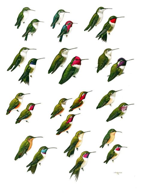 Family Trochilidae (Hummingbirds) [1] - Handbook of the Birds of the ...