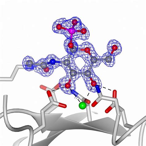 Electron Density For The Glcnac P Ligand Bound To Conglutinin