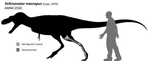 Find New Tyrannosauroid Species Named Teihivenator Macropus