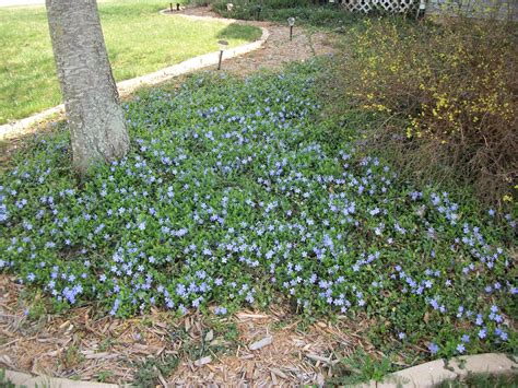 Vinca Minor Ground Cover Fertilizer - ground cover good