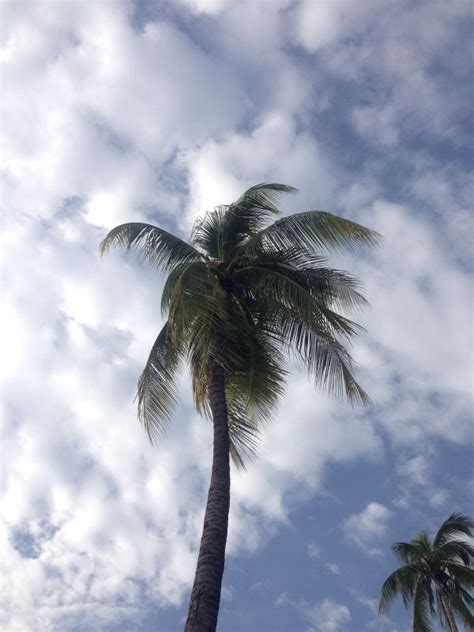 Free Images Sea Nature Branch Bird Cloud Sky Palm Tree Wind