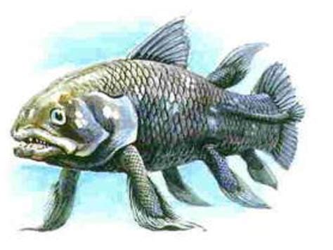 Lobe Finned Fish Fossil