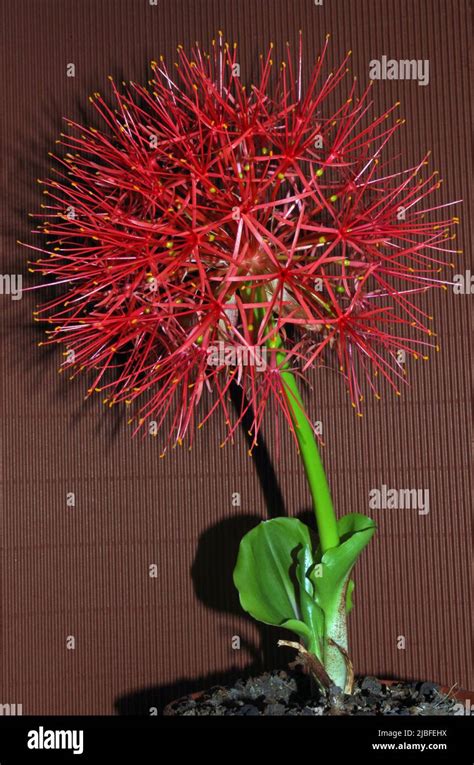 Haemanthus Multiflorus Hi Res Stock Photography And Images Alamy