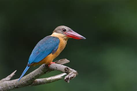 Stork-billed Kingfisher – Birds of Singapore