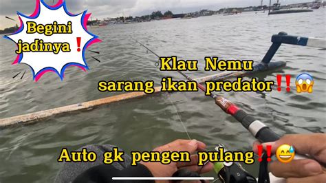 Mantap Pake Umpan Cumi Bikin Betah Mancing Hiburan Mancing