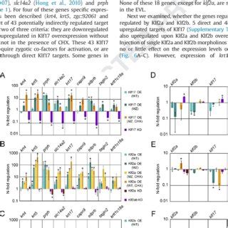 Klf17 Klf2a And Klf2b Induce EVL Specific Genes And Regulate Each