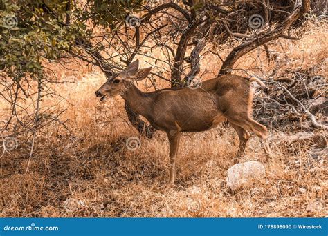 Small Baby Deer Running In The Bright Angel Trailhead Stock Photo