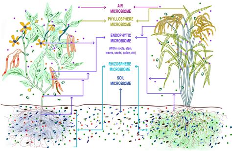 Frontiers Microbiome Selection Could Spur Next Generation Plant