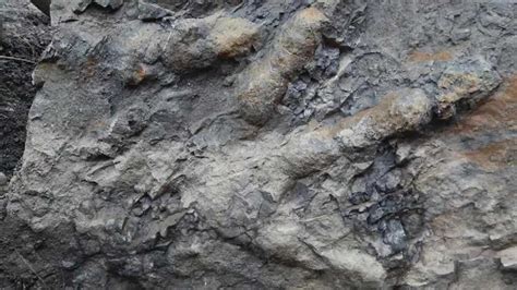 Dinosaur fossils found in Alaska