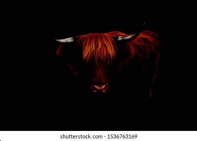 Overland Dark Red Highland Cattle Black Stock Photo (Edit Now) 1536763169