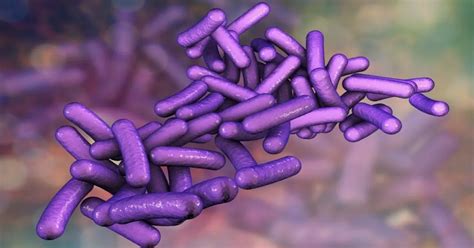 es la shigella de  manera se transmite  cuales son las
