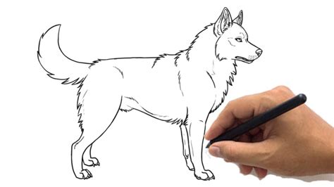 How To Draw A Husky Drawing Easy Cute Siberian Husky Sketch Step By