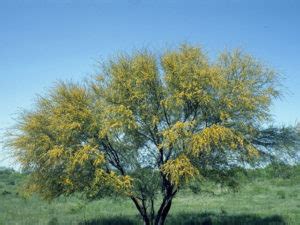 Huisache – La Tejana Trees