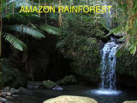 Ppt Amazon Rainforest Powerpoint Presentation Id4396094