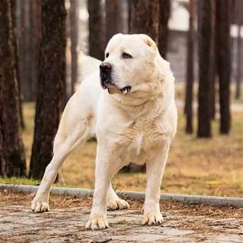 Alabai El Imponente Perro Pastor De Asia Central Smylepets