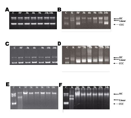 Kinetics of DNA repair in E coli DH5α cells A Unmodified plasmid