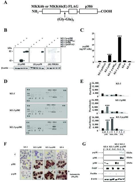 Generation Of Active P P P Mapk Fusion Proteins A A