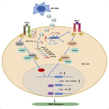 Imbalance of TGF β1 BMP 7 pathways induced by M2 polarized macrophages