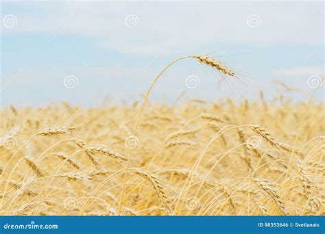 One High Tall Ripe Full Grain Cereal Close Up On A Hot Summer Afternoon