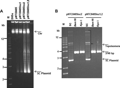 High Level Production of Plasmid DNA by Escherichia coli DH5α ΩsacB by