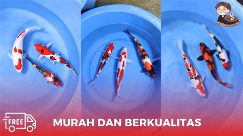 Review Hari Ini Paket Miks Showa Kohaku Sanke Dijual Lebih Murah