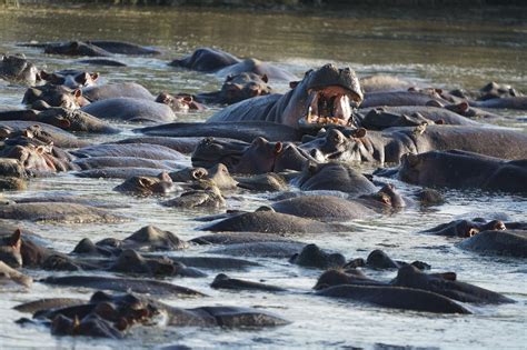 Animal Hippopotamus Habitat - Free photo on Pixabay