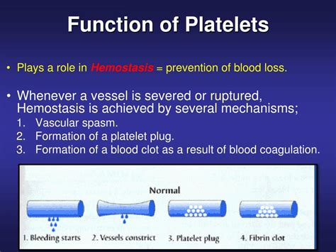 PPT - PLATELETS (PLT) Thrombocytes PowerPoint Presentation, free ...